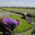Just 9 Per Cent Of Kenya’s Irrigable Land Developed- PBO report
