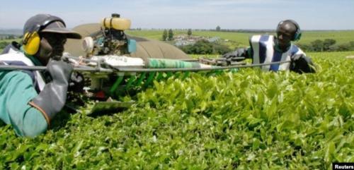 9-Year-Old Boy Killed By Tea-Plucking Machine In Kericho