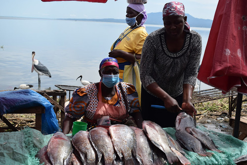 Saving Nyamami: Farm Revives Disappearing Fish In Lake Victoria