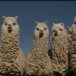 Stock Trading API Developer Alpaca Raises $15M Convertible Note From SBI Group 