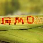 CS Linturi Approves 122 New Plant Varieties Amid GMO Row