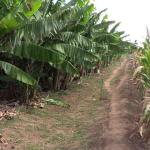 Irrigation Does The Magic Trick For Kilifi Farmers