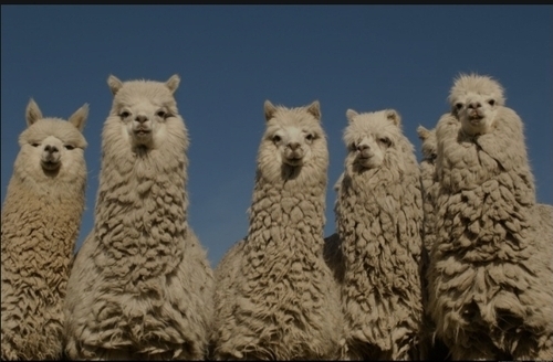 Stock Trading API Developer Alpaca Raises $15M Convertible Note From SBI Group 