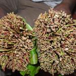 Remove Miraa From Drug List For More Markets, Union Tells State