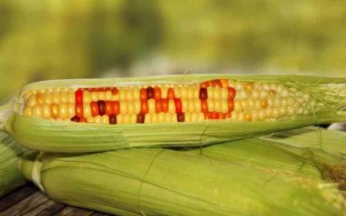 CS Linturi Approves 122 New Plant Varieties Amid GMO Row
