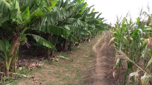 Irrigation Does The Magic Trick For Kilifi Farmers