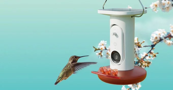 Birdbuddy AI Hummingbird Feeder Hits Record-Low Price