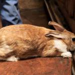 Killer Diseases Of Rabbits That Farmers Should Be Aware Of