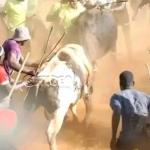 Bullfighting - How To Nurture A Bull For The Fight And What The Sport Entails–Tales From Kakamega