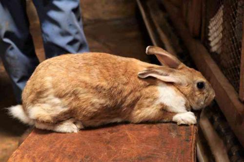 Killer Diseases Of Rabbits That Farmers Should Be Aware Of