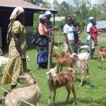 Goat Project Seeks To Empower Farmers