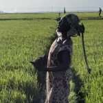 Kenyan Rice Farmers Battle Quelea Birds In Kisumu