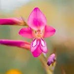 2026 Flower Delivery Savings Guide for Budget-Conscious Shoppers
