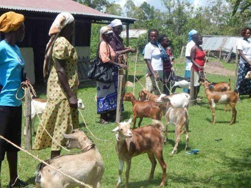 Goat Project Seeks To Empower Farmers