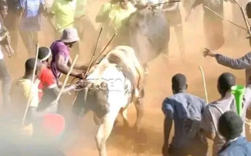 Bullfighting - How To Nurture A Bull For The Fight And What The Sport Entails–Tales From Kakamega