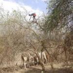 Climate Change Turning Herders Into Traders