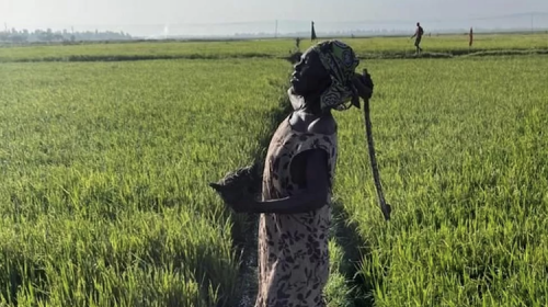 Kenyan Rice Farmers Battle Quelea Birds In Kisumu