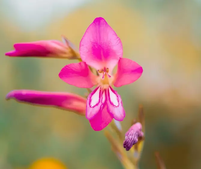 2026 Flower Delivery Savings Guide for Budget-Conscious Shoppers