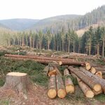 Relief And Despair: Repeal Of Logging Ban Divides Kenya