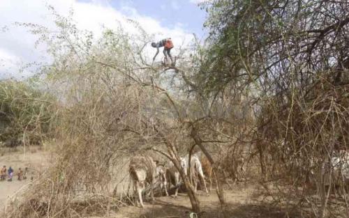 Climate Change Turning Herders Into Traders