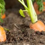 Organic Farmers Around Nairobi Losing Crops Due To Drought