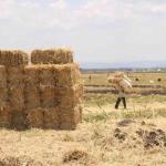 Time So Set Up Strategic Livestock Feed Reserves