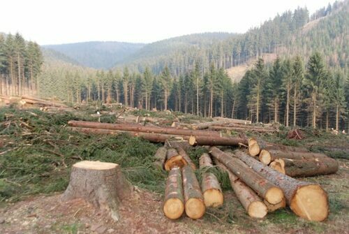 Relief And Despair: Repeal Of Logging Ban Divides Kenya