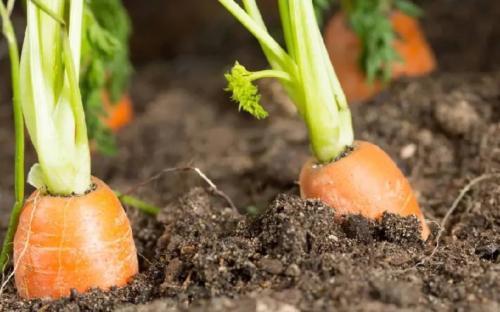 Organic Farmers Around Nairobi Losing Crops Due To Drought