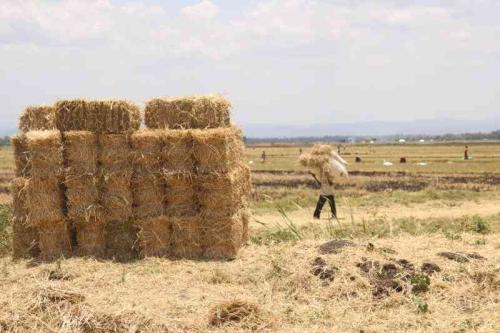 Time So Set Up Strategic Livestock Feed Reserves