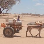 State Scales Up Drought Response As Livestock Continues To Die