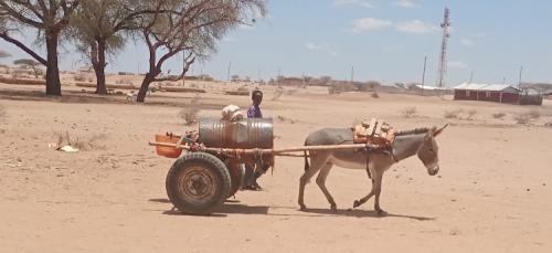 State Scales Up Drought Response As Livestock Continues To Die