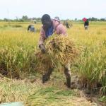 Migori: How The Kuja Irrigation Scheme Helped Stop Perennial Floods And Boost Food Security