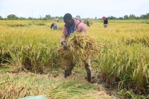 Migori: How The Kuja Irrigation Scheme Helped Stop Perennial Floods And Boost Food Security