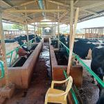Why Cows Are A Big Contributor To Global Warming