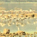 Nakuru City: A Journey Through Kenya's Spectacular Gem