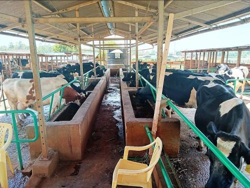 Why Cows Are A Big Contributor To Global Warming