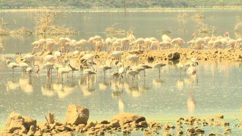 Nakuru City: A Journey Through Kenya's Spectacular Gem