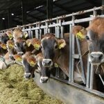 Probe Into Animal Feeds Price Fixing Set To Start
