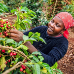 Boon For Coffee Farmers As Nairobi Auction Resumes