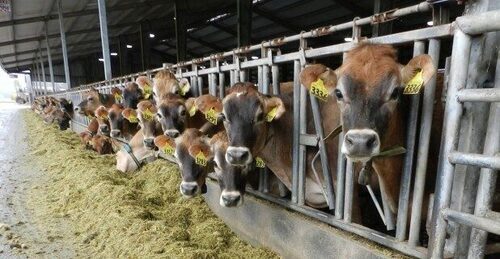 Probe Into Animal Feeds Price Fixing Set To Start