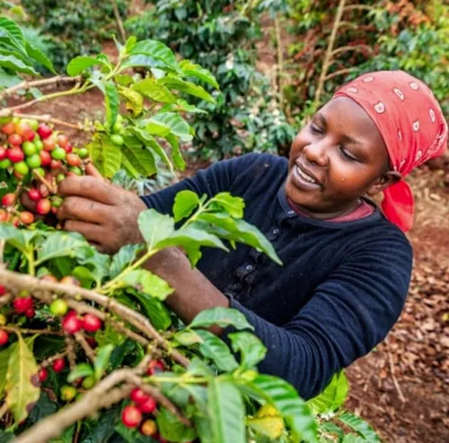 Boon For Coffee Farmers As Nairobi Auction Resumes