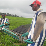 Automation Of Tea Production Good For Farmers – KTDA Firm