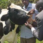 Rethinking Veterinary Extension In Kenya