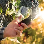 Drink Better: Eco-Friendly Wine Brands Worth Knowing