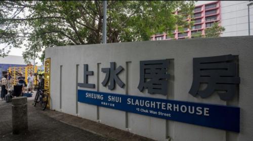 Struggling Pig Kills Butcher At Slaughterhouse