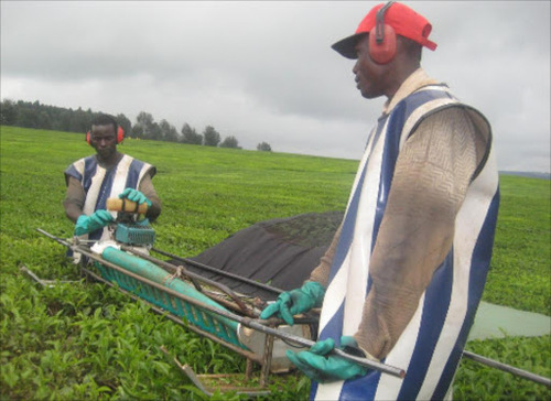 Automation Of Tea Production Good For Farmers – KTDA Firm