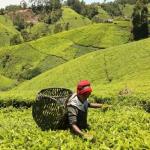 Tea Farmers Make Fresh Demands As New Directors Draft Regulations