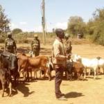 Suswa: Traders Stuck With Cattle Seek More Market Days As Demand Dips