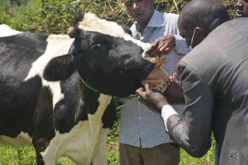 Rethinking Veterinary Extension In Kenya