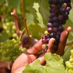 Vines And Wines: Art Of Growing Healthy Grapes